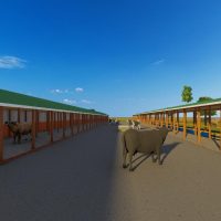 500 Bulls Feedlot Design Plan Budget
