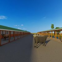 200 Diary Cow Design Midrange