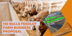 150 Bulls Feedlot Business proposals