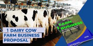 1 Diary cows business proposal