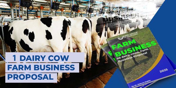 1 Diary cows business proposal