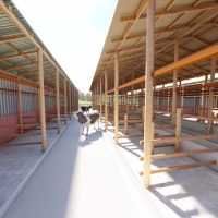 40 Dairy Cows Structure