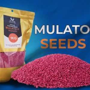 Pasture Seeds ( Alfa Alfa, Bracharia Mulato, Chloris Gayana)