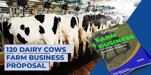 120Diary cows Business proposals